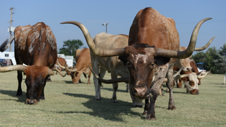 Bee Stings and Cow Kicks Kill Way More Americans Than Sharks<em></em>